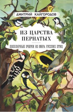 Дмитрий Кайгородов - Из царства пернатых. Популярные очерки из мира русских птиц