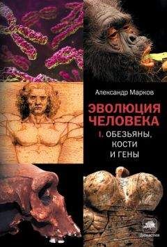 Александр Марков - Эволюция человека. В 2 книгах. Книга 1. Обезьяны, кости и гены