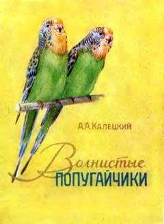 А. Калецкий - Волнистые попугайчики