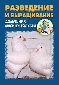 Илья Мельников - Разведение и выращивание домашних мясных голубей